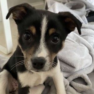 Meet your Posher, Pryor